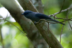 Hypothymis puella puella