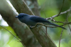 Hypothymis puella puella