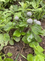 Arctium tomentosum