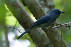 Hypothymis puella puella