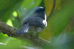 Hypothymis puella puella