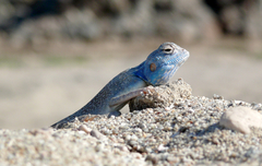 Dhofar Rock Agama photo 5