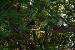Accipiter cooperii