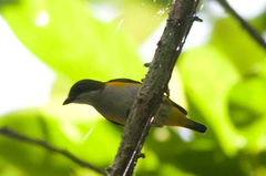 Dicaeum aureolimbatum