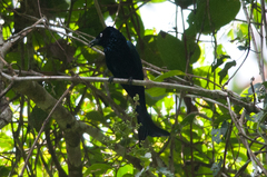 Dicrurus hottentottus leucops