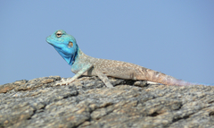 Dhofar Rock Agama photo 3