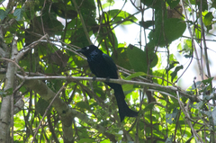 Dicrurus hottentottus leucops