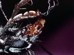 Navomorpha sulcata