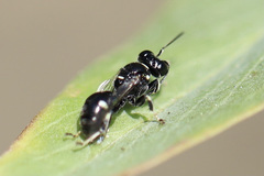 Clitemnestra bipunctata