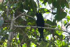 Dicrurus hottentottus leucops