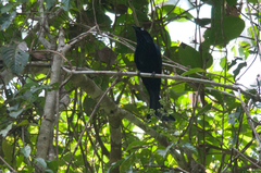 Dicrurus hottentottus leucops