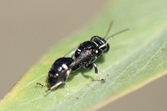 Clitemnestra bipunctata