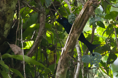 Dicrurus hottentottus leucops