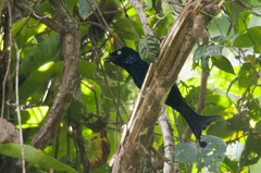 Dicrurus hottentottus leucops