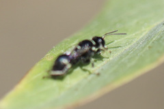 Clitemnestra bipunctata