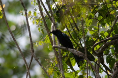 Dicrurus hottentottus leucops