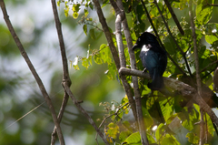 Dicrurus hottentottus leucops