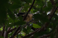 Eudynamys melanorhynchus