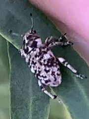 Colecerus marmoratus