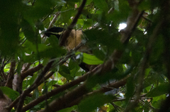 Eudynamys melanorhynchus