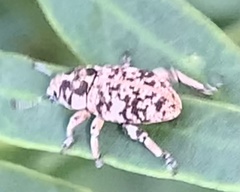 Colecerus marmoratus