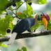Knobbed Hornbill - Photo (c) Peter Wilton, some rights reserved (CC BY-NC), uploaded by Peter Wilton