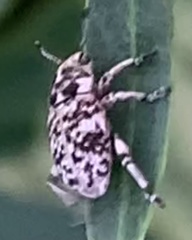 Colecerus marmoratus