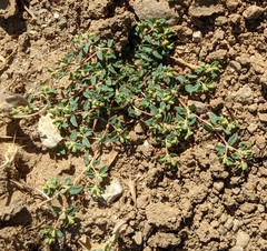 Euphorbia ocellata