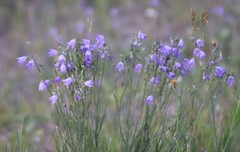 Campanula petiolata