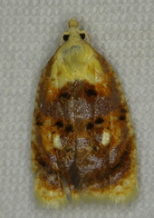 Acleris curvalana