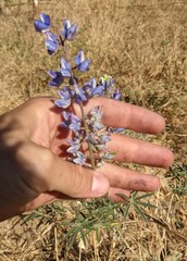Lupinus benthamii