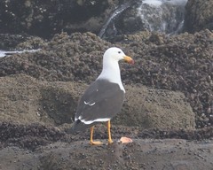 Larus belcheri