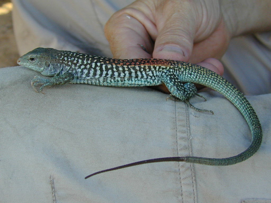 Red-backed Whiptail