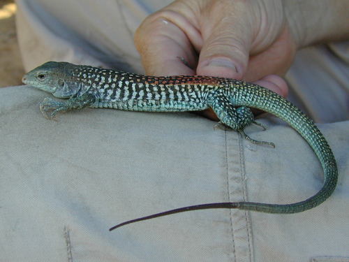 Red-backed Whiptail, Aspidoscelis xanthonotus