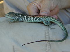 Aspidoscelis xanthonotus