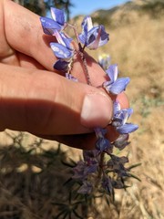 Lupinus benthamii