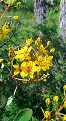 Galphimia glauca
