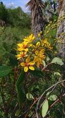 Galphimia glauca