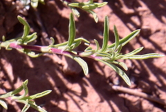 Penstemon crandallii