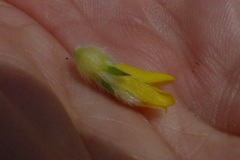 Aspalathus tridentata tridentata