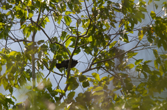 Corvus enca celebensis