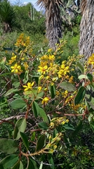Galphimia glauca