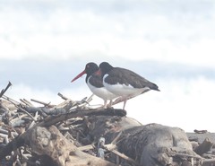 Haematopus palliatus