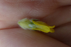 Aspalathus tridentata tridentata