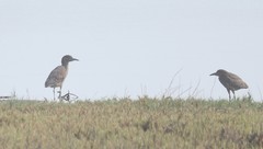 Nycticorax nycticorax