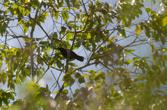 Corvus enca celebensis