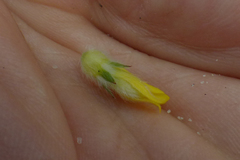 Aspalathus tridentata tridentata