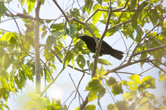 Corvus enca celebensis