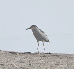 Nycticorax nycticorax