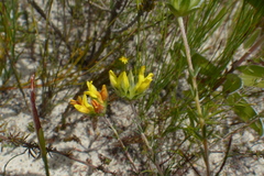 Aspalathus tridentata tridentata